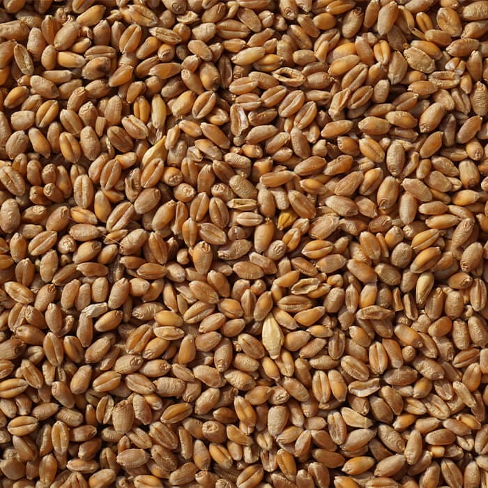 grain