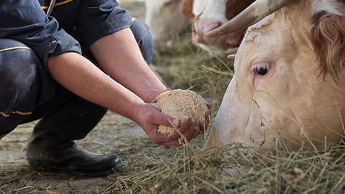 aliment-nutrition-animale